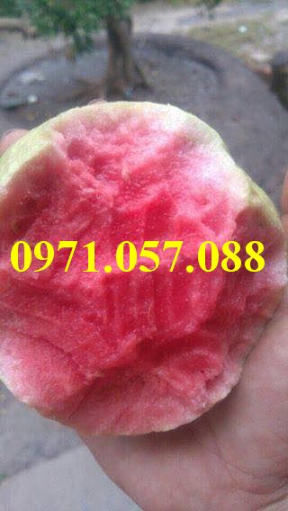 Cây giống ổi ruby
